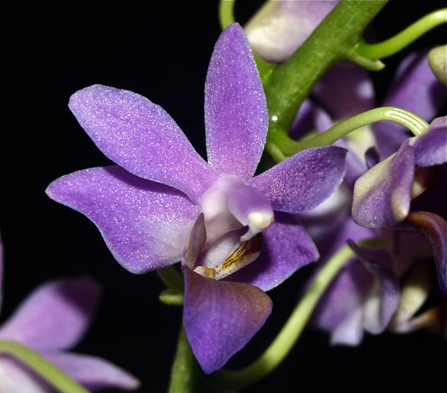 Doritaenopsis+Blue+Gem+001.jpg