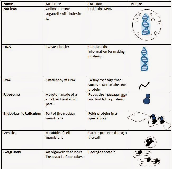 seventh-grade-lesson-cells-protein-production-part-1