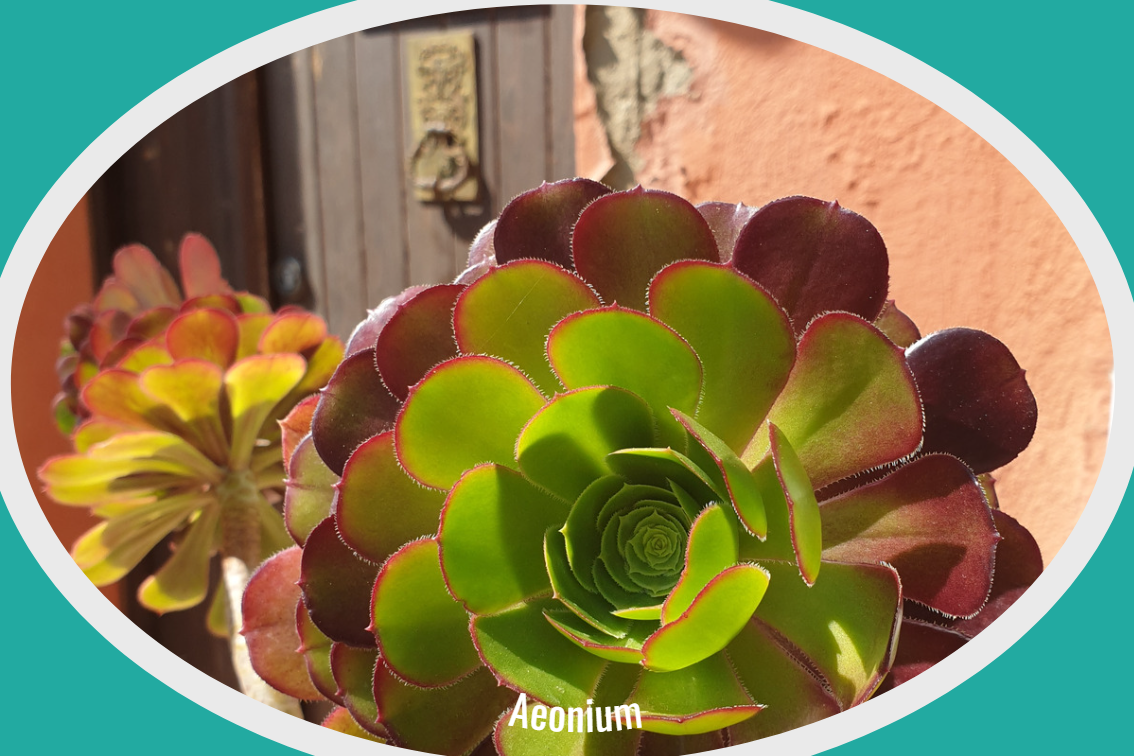 Aeonium