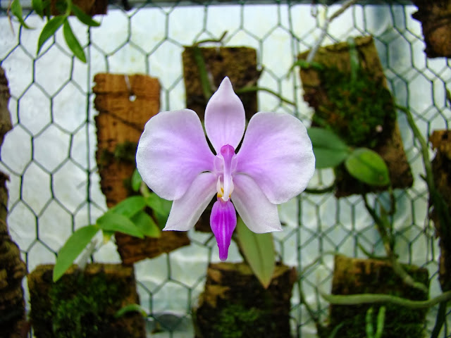 Phalaenopsis lowii DSC09974