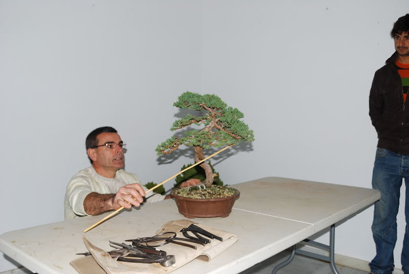 XI Exposición Invernal de bonsai de la A.S.B. Chokkan 107%252520XI%252520Exp.Inv.%252520ASBC%25252020111202%252520055