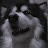 頃遅効畏友 avatar image