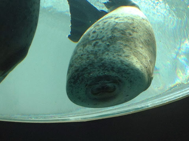 Just a seal........ that ran into the glass : funny