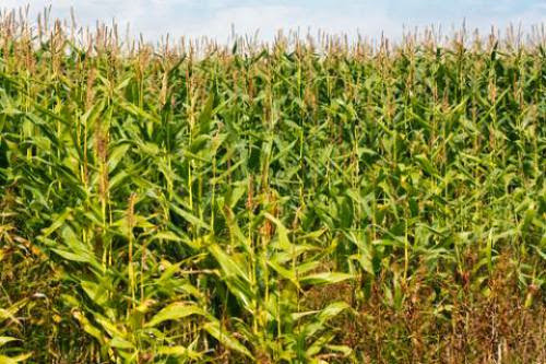 Making Corn Stover Biofuel May Not Be Better Than Gas Says Report