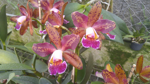 Orquidário Durigan