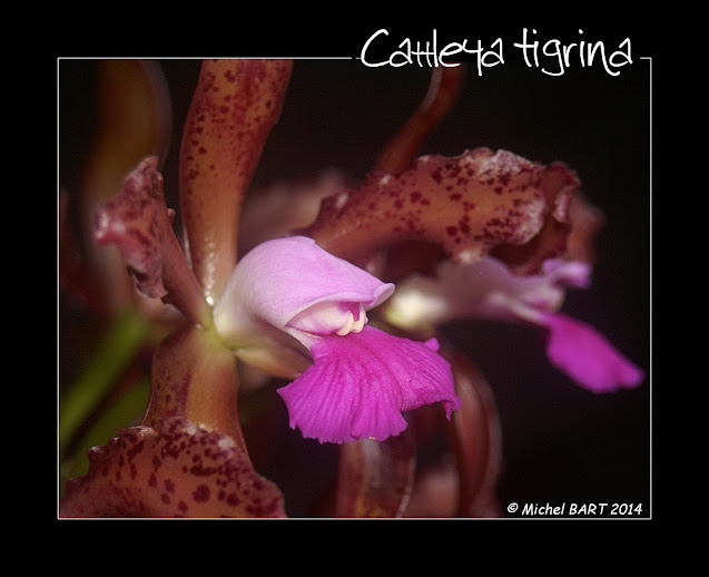 Cattleya tigrina (leopoldii) n°1 Cattleya_tigrina3