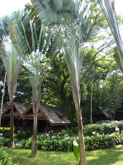 Blog de voyage-en-famille : Voyages en famille, Taman Negara