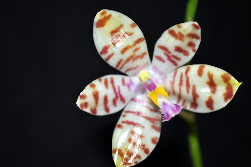 Phalaenopsis tetraspis x phalaenopsis pulchra var.alba DSC_0006
