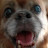jackie chan bean avatar image