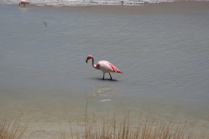 Ветер в кактусах: отчет о поездке Перу - Боливия