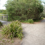 Track intersection at the Owens Walkway Wetland Viewpoint in Redhead (390845)