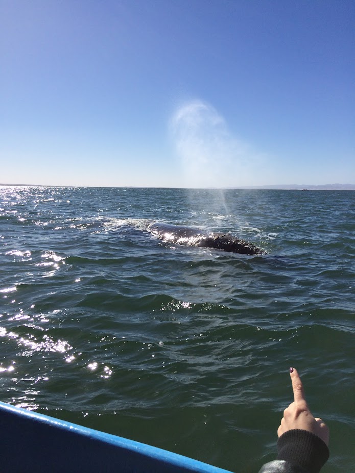 Баха Калифорния - посмотреть китов за три дня из США