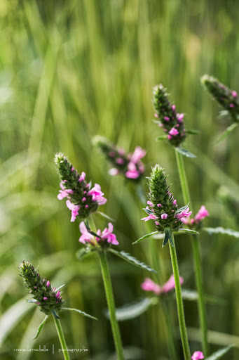 Stachys Pink Cotton Candy Stachys-pink-cotton-candy-130708-47rm