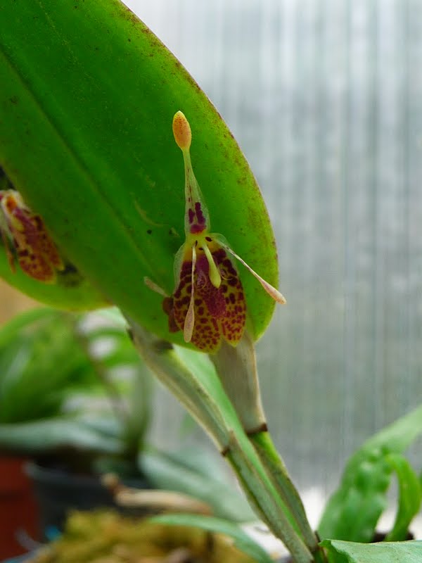 Restrepia muscifera P1140574