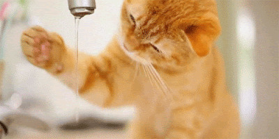 Gatito jugando con el agua