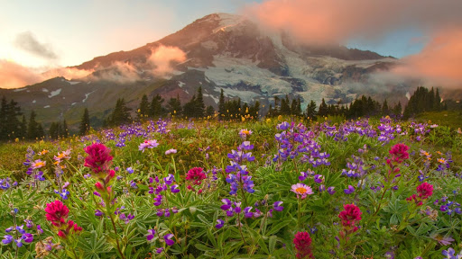 Peaking Wildflowers, Mount Rainier National Park, Washington.jpg