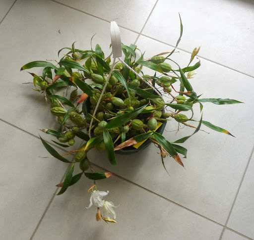 Coelogyne cristata var hololeuca P1370262
