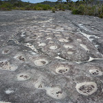 Tessellated Rock Platform close to West Head Rd. (304053)
