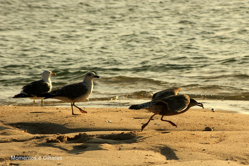 O voo das gaivotas