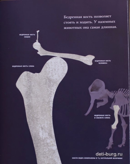 кости и скелеты