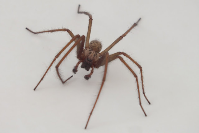 Spider Captured and Released