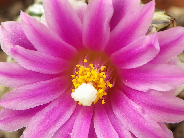 Turbinicarpus pseudopectinatus IMGP5691