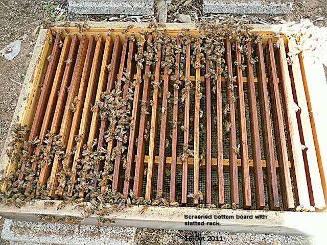 Screened Bottom Board / Slatted Rack Combo | Beesource Beekeeping Forums
