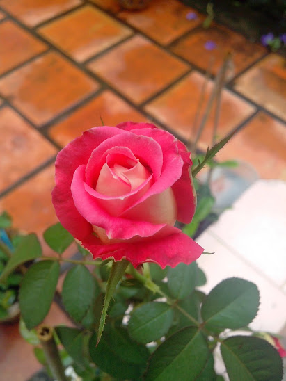 Chuyên bán các loại hoa hồng leo, hồng đứng đủ màu, cây hương thảo, hoa lạ đẹp - 8