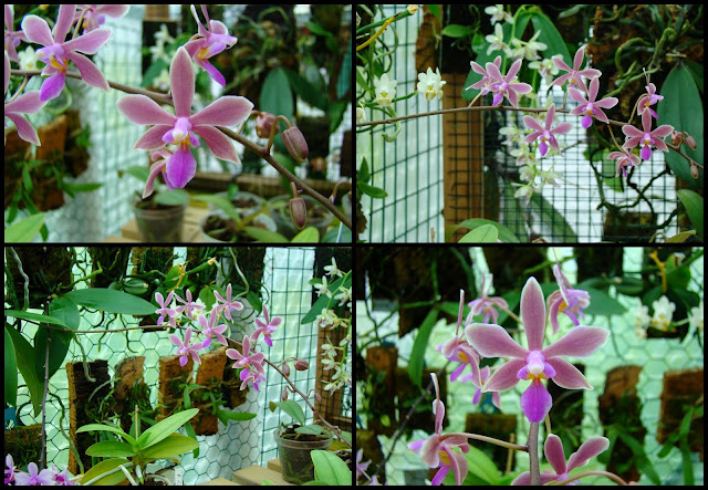 Phalaenopsis Braquestris Melmi (equestris x honghenensis) 2014-04-26