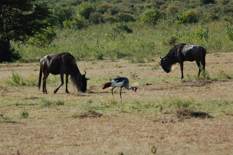 El zoo más grande del mundo - Kenya (2009) - Blogs de Kenia - Maasai Mara (27-29 de junio de 2009) (12)