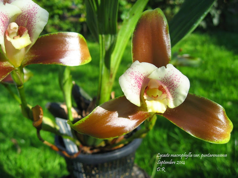 Lycaste macrophylla var puntarenasense L.macrophylla%2Bvar%2Bpuntarenasense%2B1%2Bmoi%2Bnom