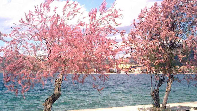 Cover photo
