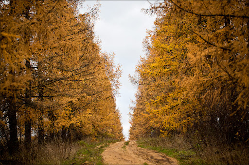 Рыжие краски осени