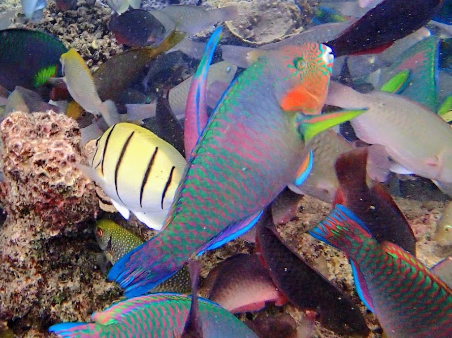 Scarus rivalatus (Surf Parrotfish), Miniloc Island Resort reef, Palawan, Philippines.