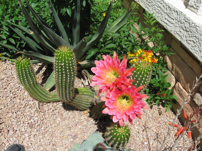 IMG_1263.JPG
