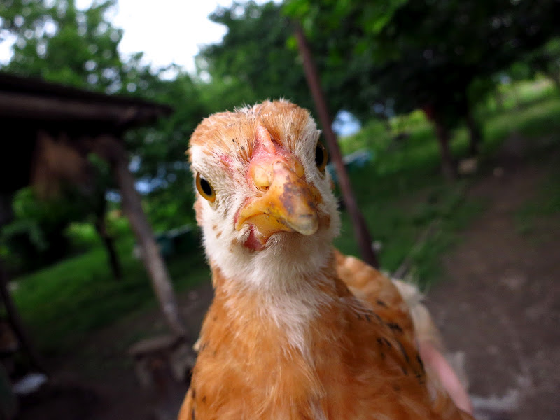 A young chicken in Leliani