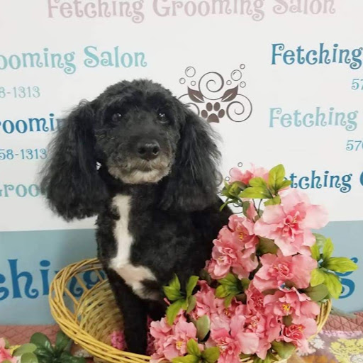 Fetching Grooming Salon