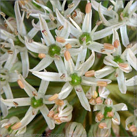 Allium karataviense flower - Czosnek karatawski kwiaty