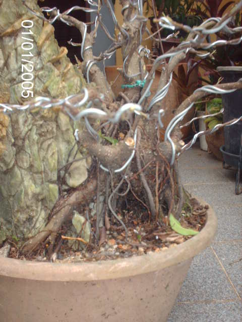 Ficus Microcarpa Começando... PICT1015