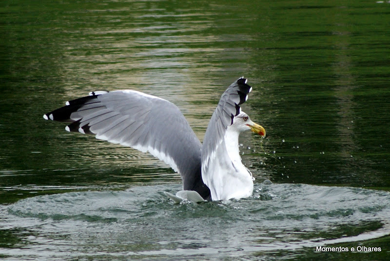 A gaivota e os peixinhos vermelhos