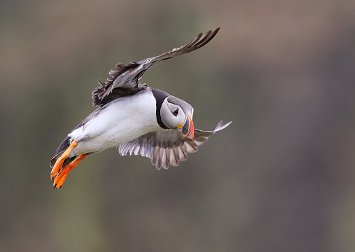 puffin_web.png