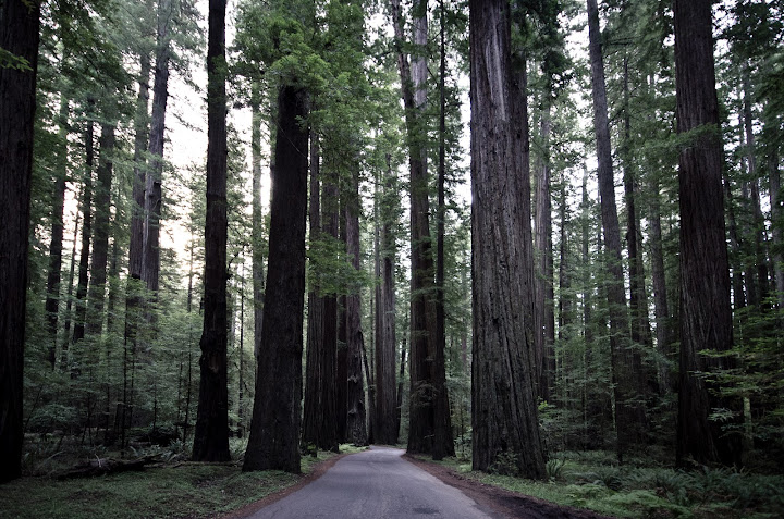 Humboldt Redwoods State Park