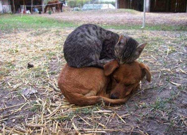  Kedi - Köpeklerin Uyku Dostluğu