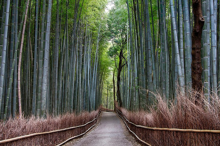 Bamboo Forest. Photographer of the Month: Wick Sakit