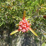 Lambertia formosa (Mountain Devil) along the Marley Head Bushtrack (30904)