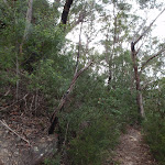 Lawsons Lookout track (146373)