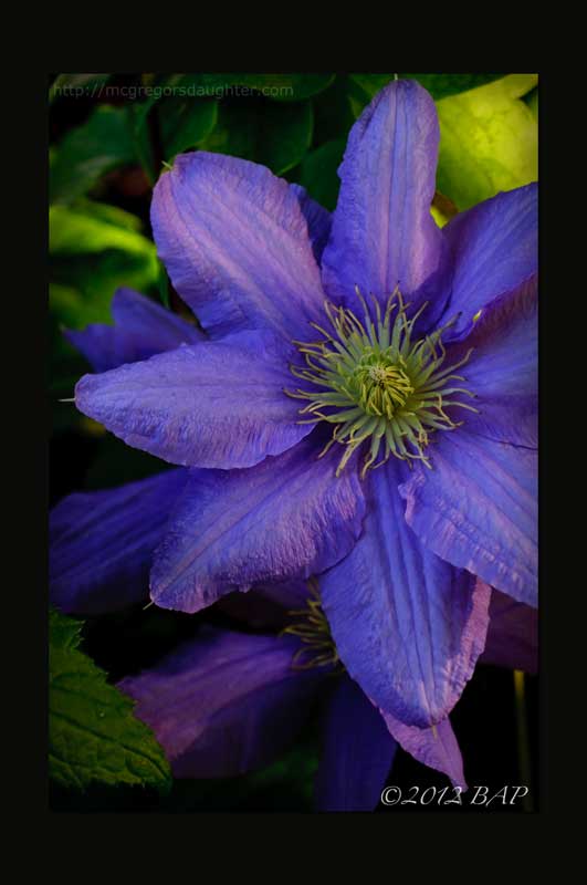Photo of the Week: Clematis Cezanne