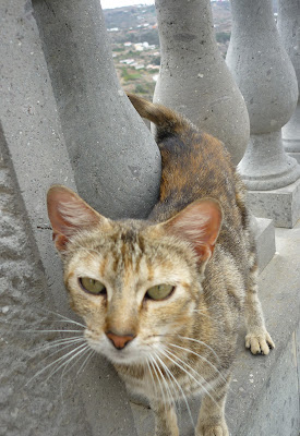 Katze in Moya