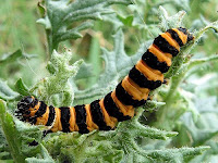 Cinnabar Moth Caterpillar Cinnabar Moth Caterpillar