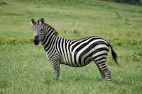 Asal Usul Kulit Belang Si Zebra Asal-Usul-Kulit-Belang-Si-Zebra